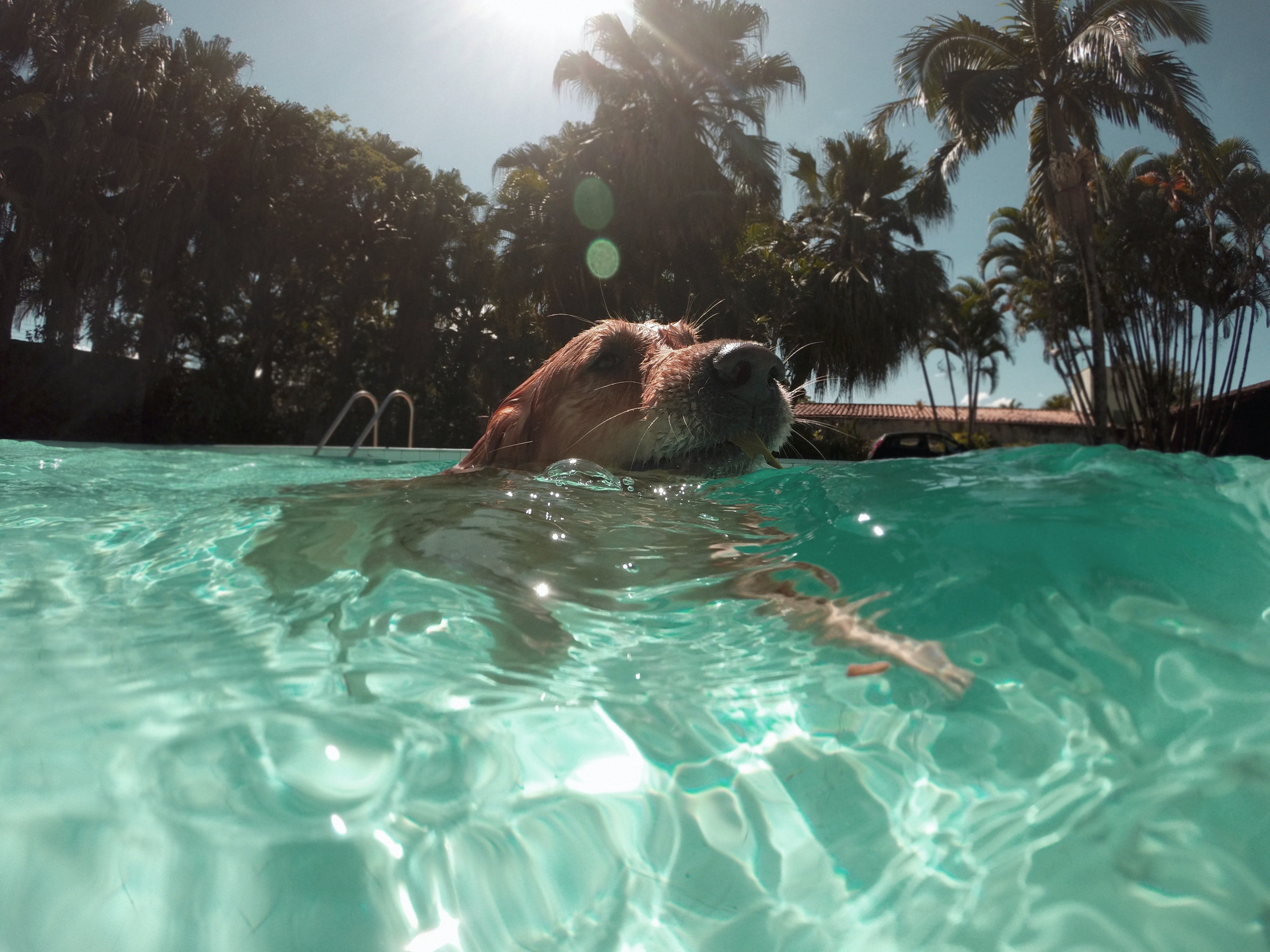 10 consejos para mantener fresco a tu perro en verano