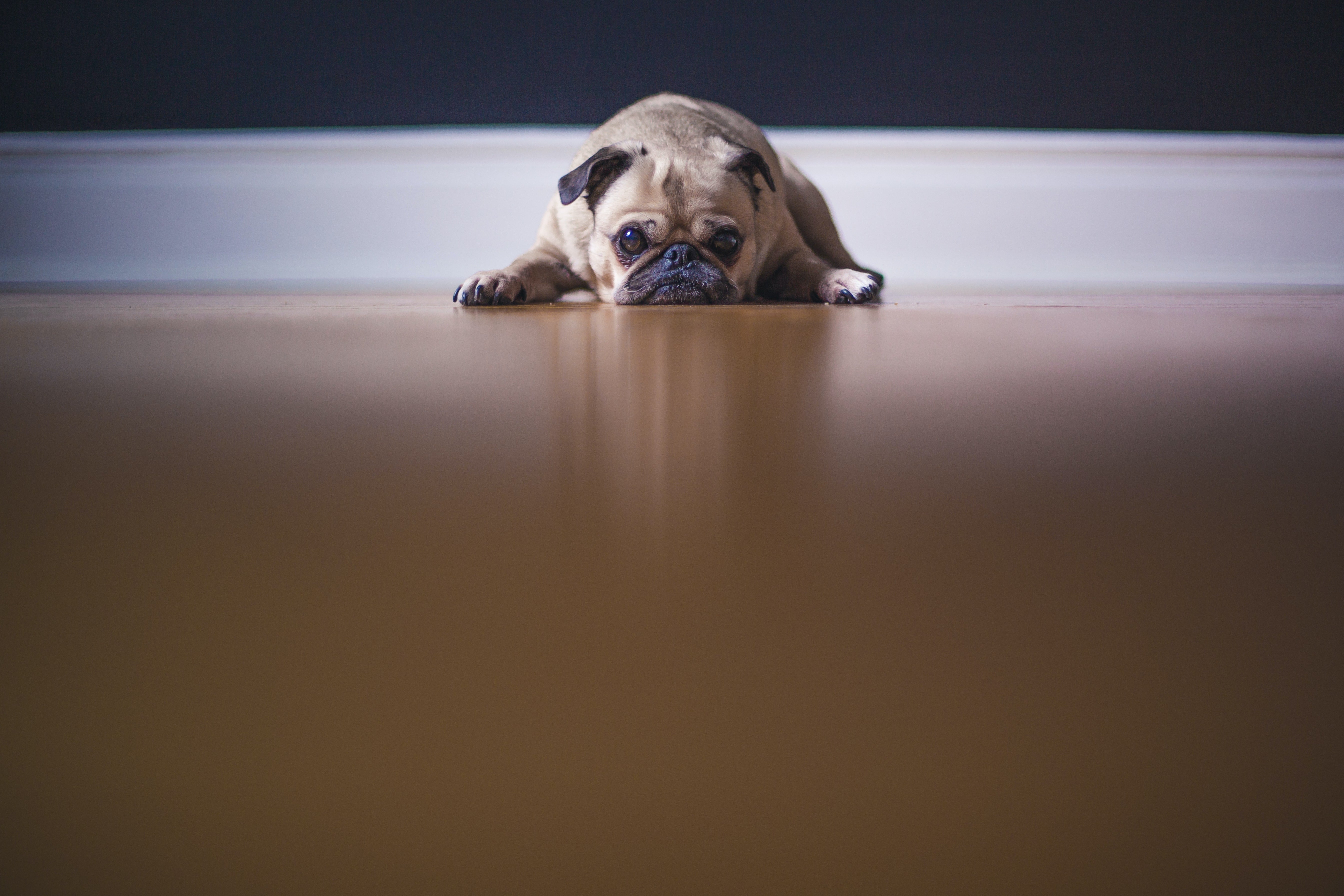 Tips para evitar que tu perro orine dentro de tu hogar