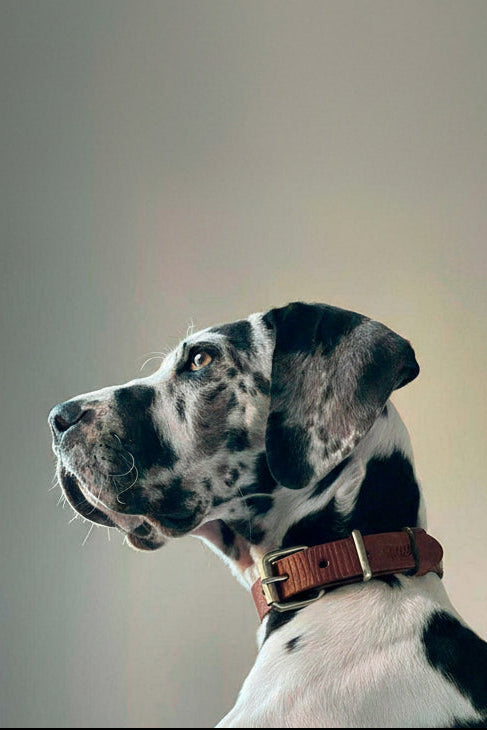 COLLAR