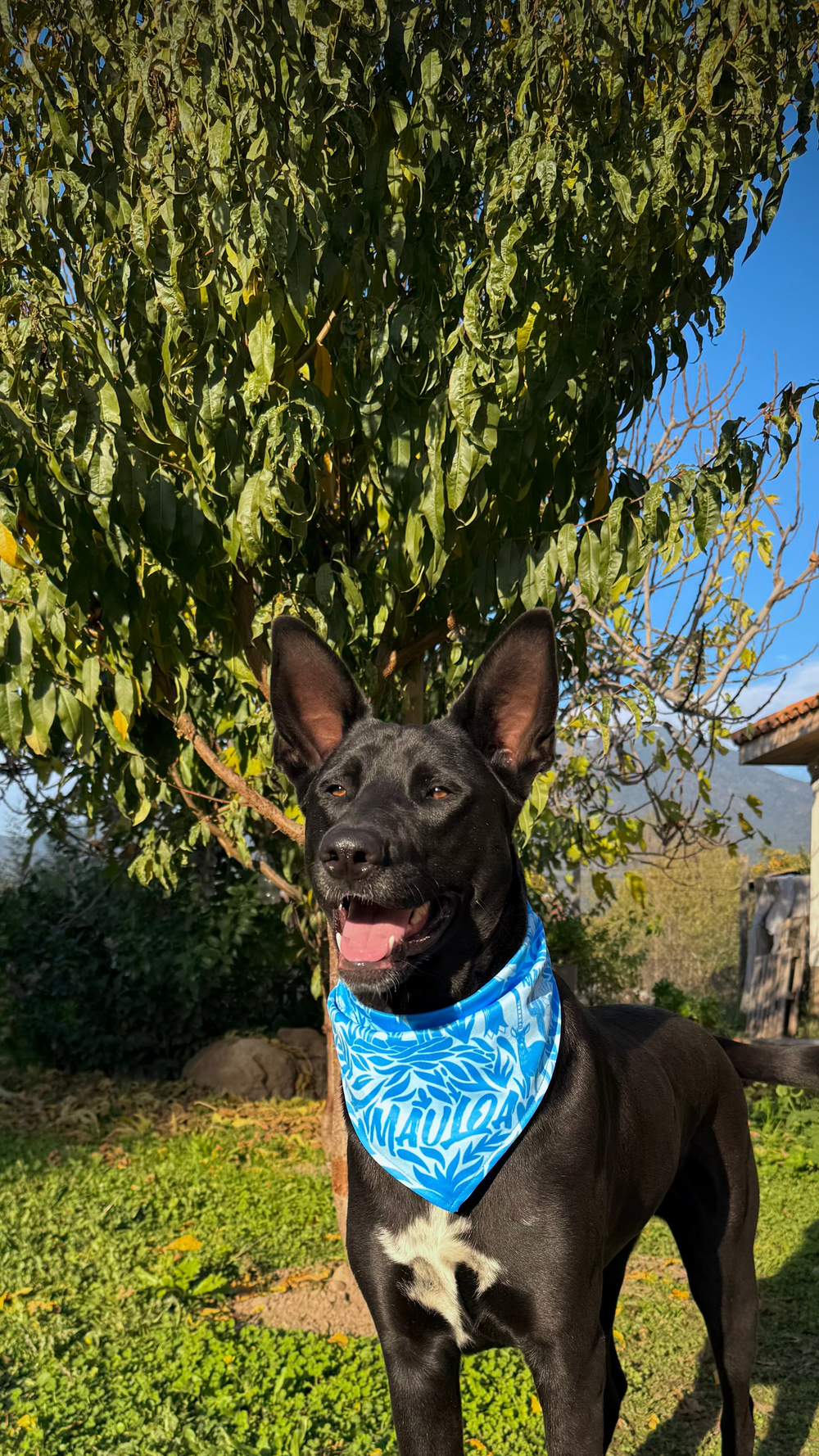 BANDANAS